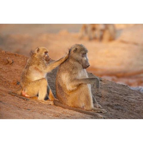 Botswana Two grooming baboons White Modern Wood Framed Art Print by Kaveney, Wendy