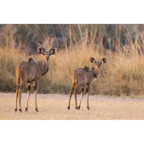 Namibia, Caprivi Strip A pair of kudu Black Modern Wood Framed Art Print by Kaveney, Wendy