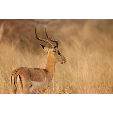 Namibia, Caprivi Strip Impala in tall grass Black Modern Wood Framed Art Print by Kaveney, Wendy