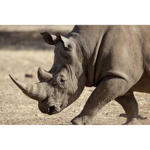 Namibia, Windhoek White rhinoceros Black Modern Wood Framed Art Print with Double Matting by Kaveney, Wendy