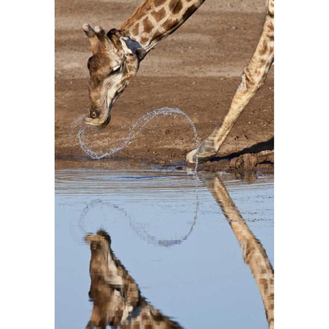 Namibia, Etosha NP Giraffe drinking Gold Ornate Wood Framed Art Print with Double Matting by Kaveney, Wendy