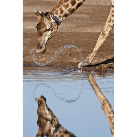 Namibia, Etosha NP Giraffe drinking Black Modern Wood Framed Art Print by Kaveney, Wendy