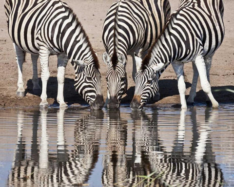 Namibia, Etosha NP Zebras reflected in water White Modern Wood Framed Art Print with Double Matting by Kaveney, Wendy
