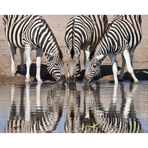 Namibia, Etosha NP Zebras reflected in water Black Modern Wood Framed Art Print by Kaveney, Wendy