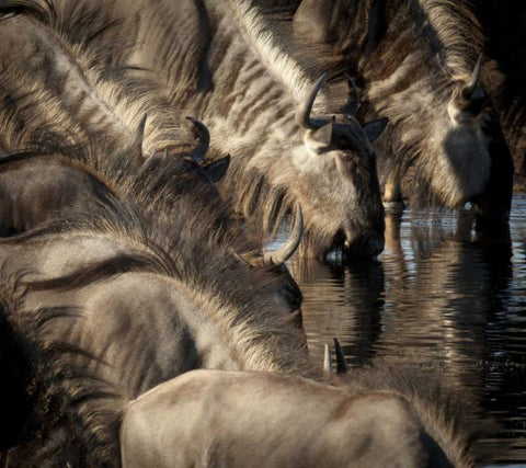 Namibia, Etosha NP Blue wildebeests drinking White Modern Wood Framed Art Print with Double Matting by Kaveney, Wendy