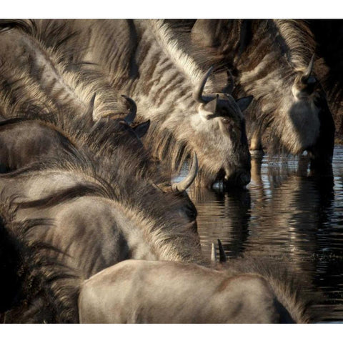 Namibia, Etosha NP Blue wildebeests drinking Gold Ornate Wood Framed Art Print with Double Matting by Kaveney, Wendy