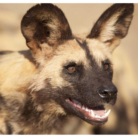 Namibia, Harnas African wild dog Gold Ornate Wood Framed Art Print with Double Matting by Kaveney, Wendy