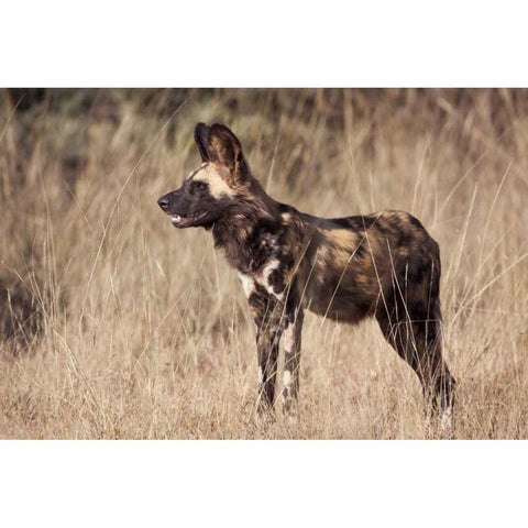 Namibia, Harnas Side An African wild dog Black Modern Wood Framed Art Print with Double Matting by Kaveney, Wendy