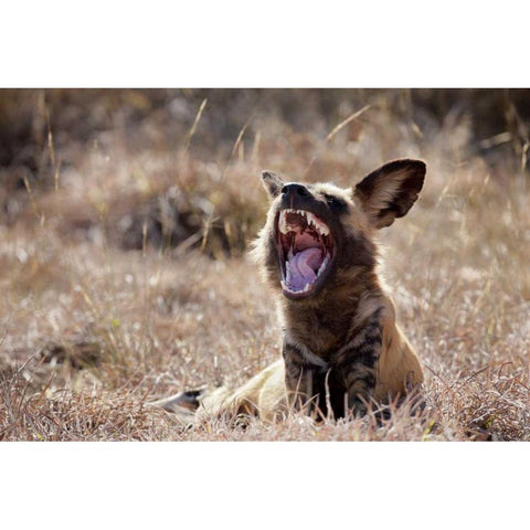 Namibia A yawning African wild dog Black Modern Wood Framed Art Print by Kaveney, Wendy