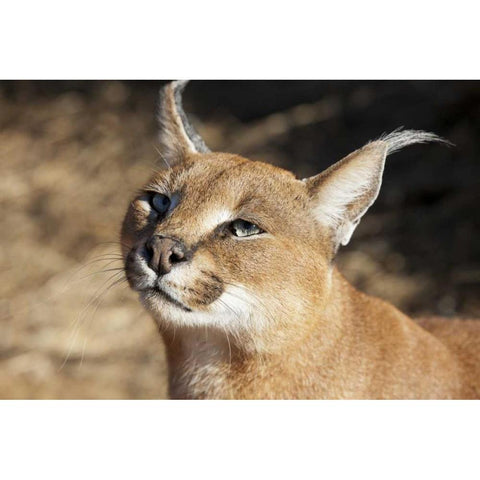 Namibia, Harnas Portrait of a caracal Black Modern Wood Framed Art Print with Double Matting by Kaveney, Wendy