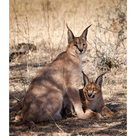 Namibia, Harnas Caracal pair Black Modern Wood Framed Art Print by Kaveney, Wendy