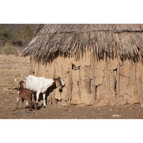 Namibia, Opuwo A pair of goats and Himba mud hut White Modern Wood Framed Art Print by Kaveney, Wendy