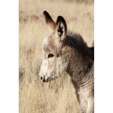 Namibia, Torras Conservancy Young donkey Black Modern Wood Framed Art Print by Kaveney, Wendy