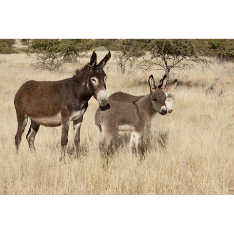 Namibia Adult and young donkeys in dry grass Black Modern Wood Framed Art Print by Kaveney, Wendy