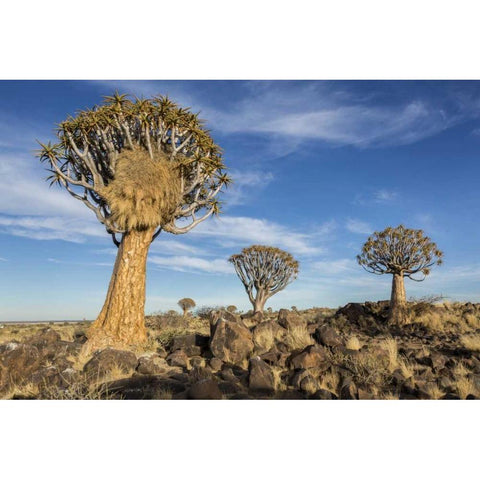 Africa, Namibia Quiver trees and boulders Black Modern Wood Framed Art Print by Kaveney, Wendy