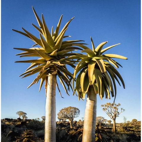 Africa, Namibia Close-up of two quiver trees Black Modern Wood Framed Art Print by Kaveney, Wendy