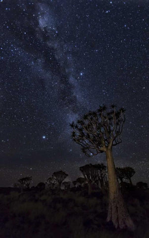 Namibia Milky Way and quiver trees at night Black Ornate Wood Framed Art Print with Double Matting by Kaveney, Wendy
