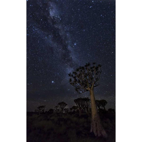 Namibia Milky Way and quiver trees at night Black Modern Wood Framed Art Print by Kaveney, Wendy