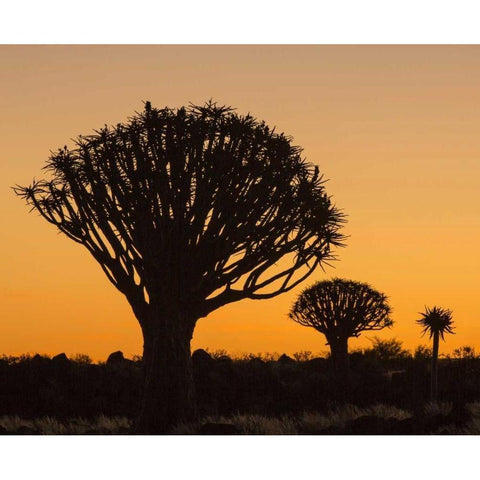 Africa, Namibia Quiver trees at twilight Black Modern Wood Framed Art Print by Kaveney, Wendy