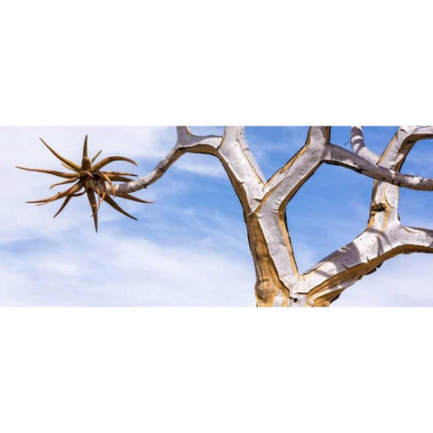 Africa, Namibia Close-up of quiver tree Black Modern Wood Framed Art Print by Kaveney, Wendy