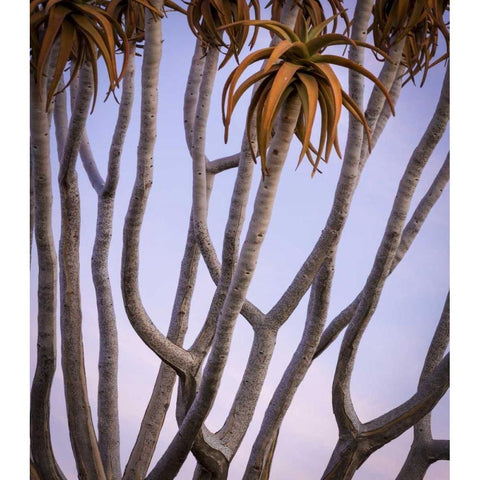 Africa, Namibia Close-up of quiver tree Black Modern Wood Framed Art Print by Kaveney, Wendy