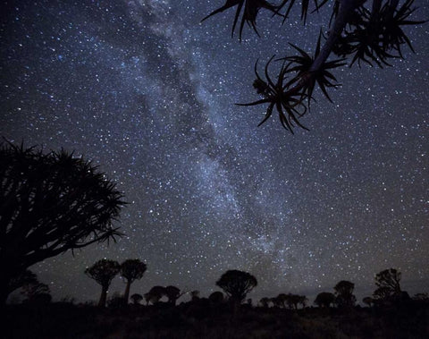 Namibia Milky Way and quiver trees at night Black Ornate Wood Framed Art Print with Double Matting by Kaveney, Wendy