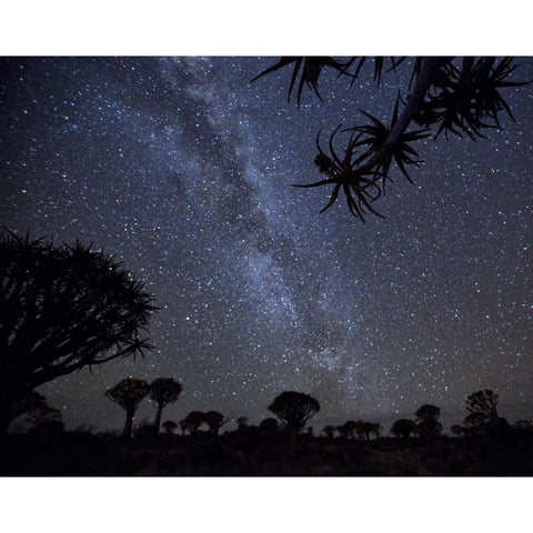 Namibia Milky Way and quiver trees at night Black Modern Wood Framed Art Print by Kaveney, Wendy