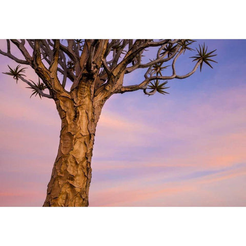 Africa, Namibia Close-up of quiver tree Black Modern Wood Framed Art Print by Kaveney, Wendy