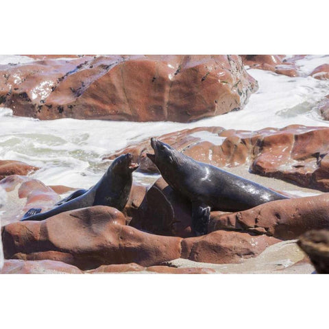 Namibia, Skeleton Coast Two cape fur seals Black Modern Wood Framed Art Print by Kaveney, Wendy