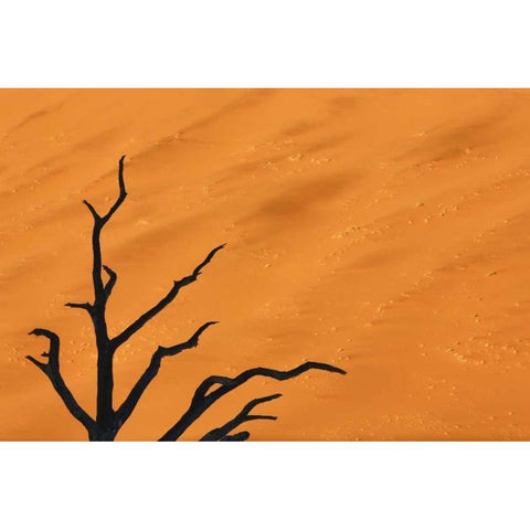 Namibia, Dead Vlei Tree branches and sand dune Black Modern Wood Framed Art Print with Double Matting by Kaveney, Wendy