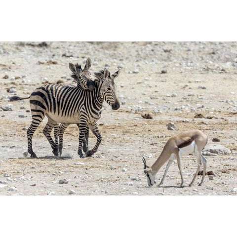 Africa, Namibia, Etosha NP Zebras and springbok Black Modern Wood Framed Art Print with Double Matting by Kaveney, Wendy