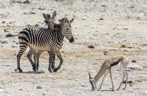 Africa, Namibia, Etosha NP Zebras and springbok White Modern Wood Framed Art Print with Double Matting by Kaveney, Wendy