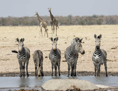 Namibia, Etosha NP Zebras and giraffes at water Black Ornate Wood Framed Art Print with Double Matting by Kaveney, Wendy