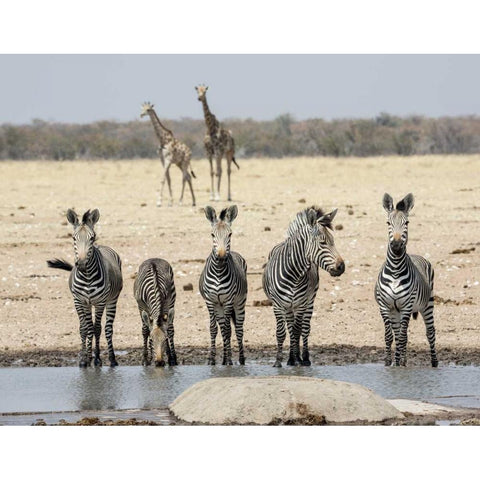 Namibia, Etosha NP Zebras and giraffes at water Black Modern Wood Framed Art Print by Kaveney, Wendy