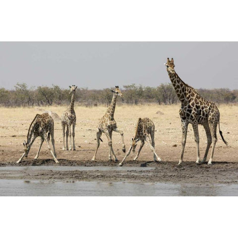 Namibia, Etosha NP Giraffes at the waterhole Black Modern Wood Framed Art Print by Kaveney, Wendy