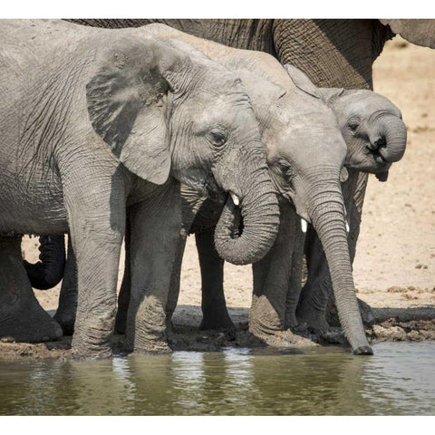 Namibia, Etosha NP Elephants drinking at water Black Modern Wood Framed Art Print by Kaveney, Wendy