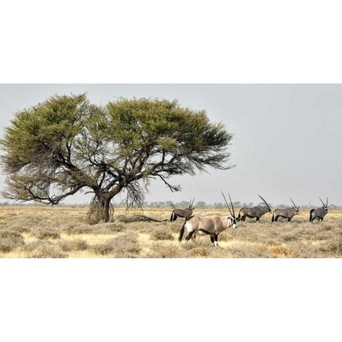 Africa, Namibia, Etosha NP Five Oryx and tree Black Modern Wood Framed Art Print by Kaveney, Wendy