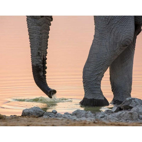 Namibia, Etosha NP Drinking elephant at sunset Black Modern Wood Framed Art Print by Kaveney, Wendy