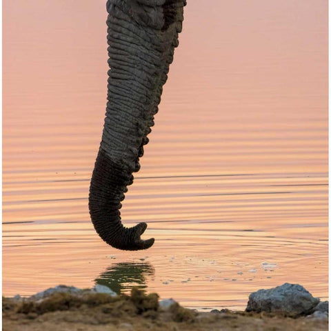 Namibia, Etosha NP Drinking elephant at sunset Black Modern Wood Framed Art Print by Kaveney, Wendy