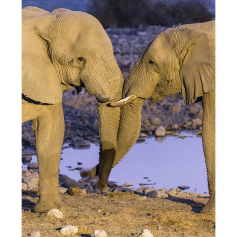 Namibia, Etosha NP Elephants greeting at dusk Black Modern Wood Framed Art Print by Kaveney, Wendy