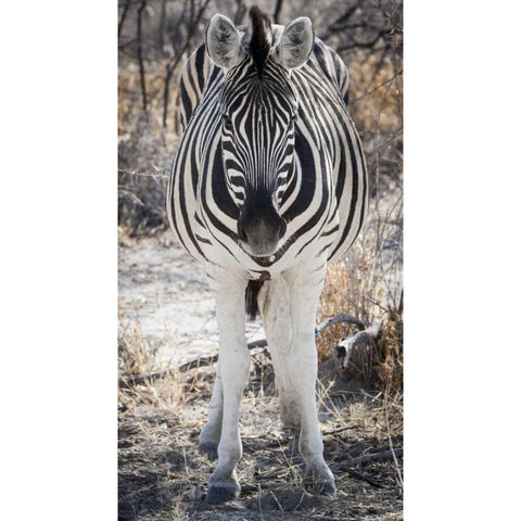 Africa, Namibia, Etosha NP Close-up of zebra Black Modern Wood Framed Art Print by Kaveney, Wendy