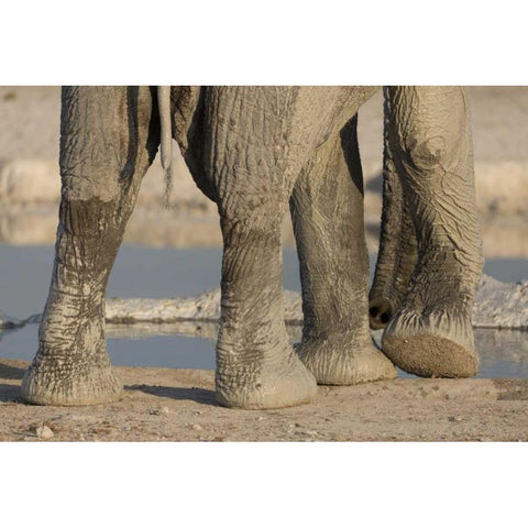 Namibia, Etosha NP Elephant legs and trunk Black Modern Wood Framed Art Print by Kaveney, Wendy