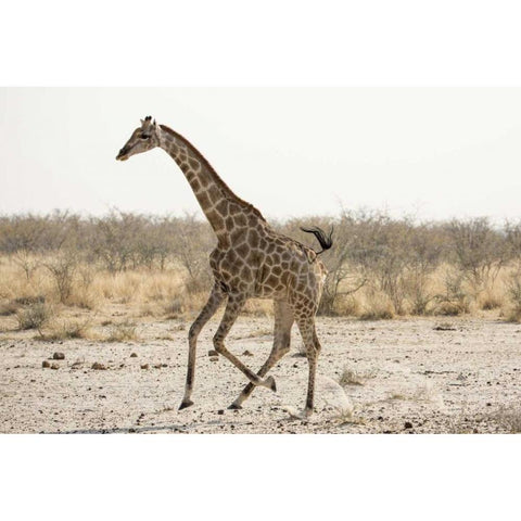 Africa, Namibia, Etosha NP Running giraffe Gold Ornate Wood Framed Art Print with Double Matting by Kaveney, Wendy