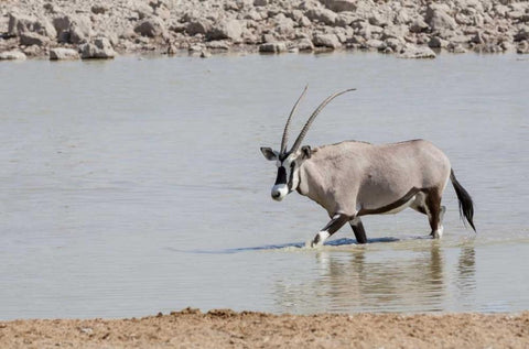 Namibia, Etosha NP Oryx wading in waterhole Black Ornate Wood Framed Art Print with Double Matting by Kaveney, Wendy
