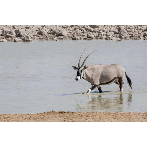 Namibia, Etosha NP Oryx wading in waterhole Black Modern Wood Framed Art Print by Kaveney, Wendy