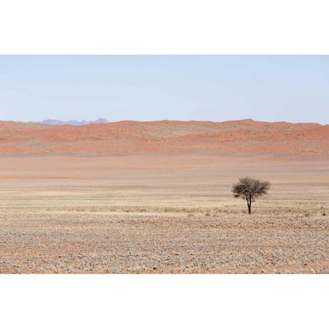 Namibia, Namib Desert Lone tree in orange desert Gold Ornate Wood Framed Art Print with Double Matting by Kaveney, Wendy