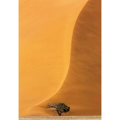 Namibia, Namib-Naukluft Park Sand dune and tree White Modern Wood Framed Art Print by Kaveney, Wendy