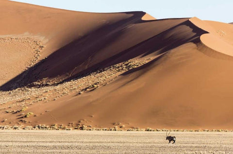 Namibia, Namib-Naukluft Park Sand dunes and Oryx White Modern Wood Framed Art Print with Double Matting by Kaveney, Wendy