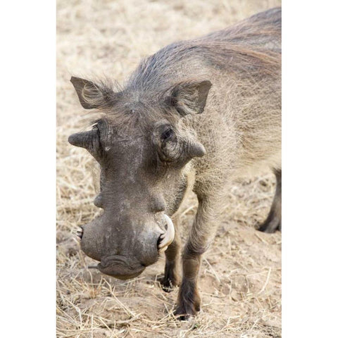 Africa, Namibia, Windhoek, Okapuka Ranch Warthog Black Modern Wood Framed Art Print by Kaveney, Wendy