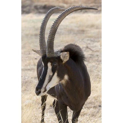 Namibia, Windhoek, Okapuka Ranch Sable antelope Gold Ornate Wood Framed Art Print with Double Matting by Kaveney, Wendy